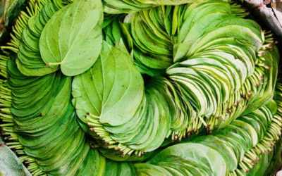 Betel Leaves: This 5 rupee leaf is like nectar, the body will remain young for years, the expert told the right way to eat it..