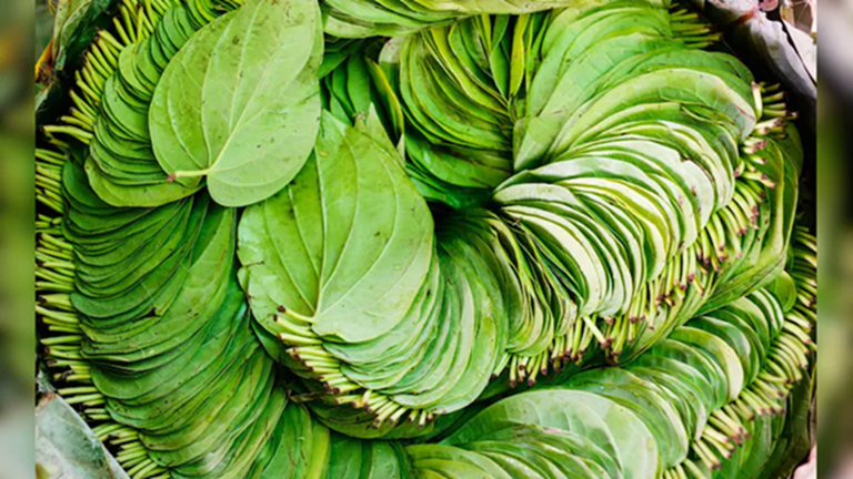 Betel Leaves: This 5 rupee leaf is like nectar, the body will remain young for years, the expert told the right way to eat it..