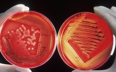 A first step towards a universal vaccine against pneumonia, meningitis