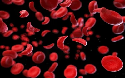 red blood cell