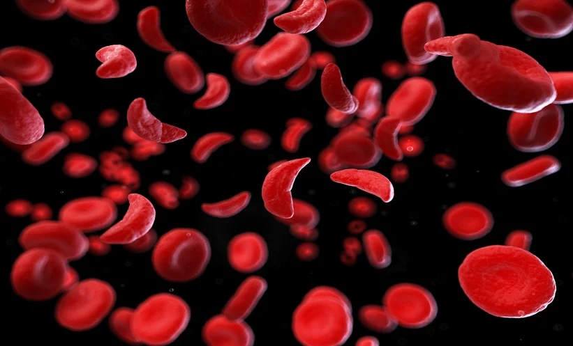 red blood cell
