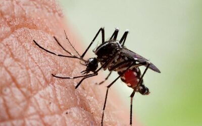 Tamil Nadu Records Around 200 Dengue Cases a Day as Numbers Remain Steady