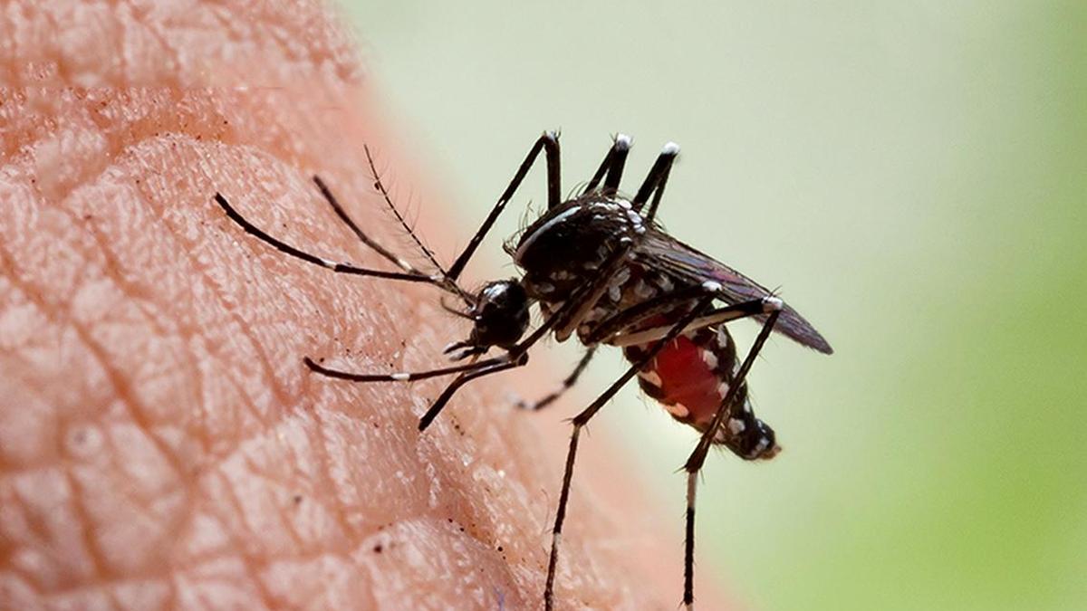 Tamil Nadu Records Around 200 Dengue Cases a Day as Numbers Remain Steady