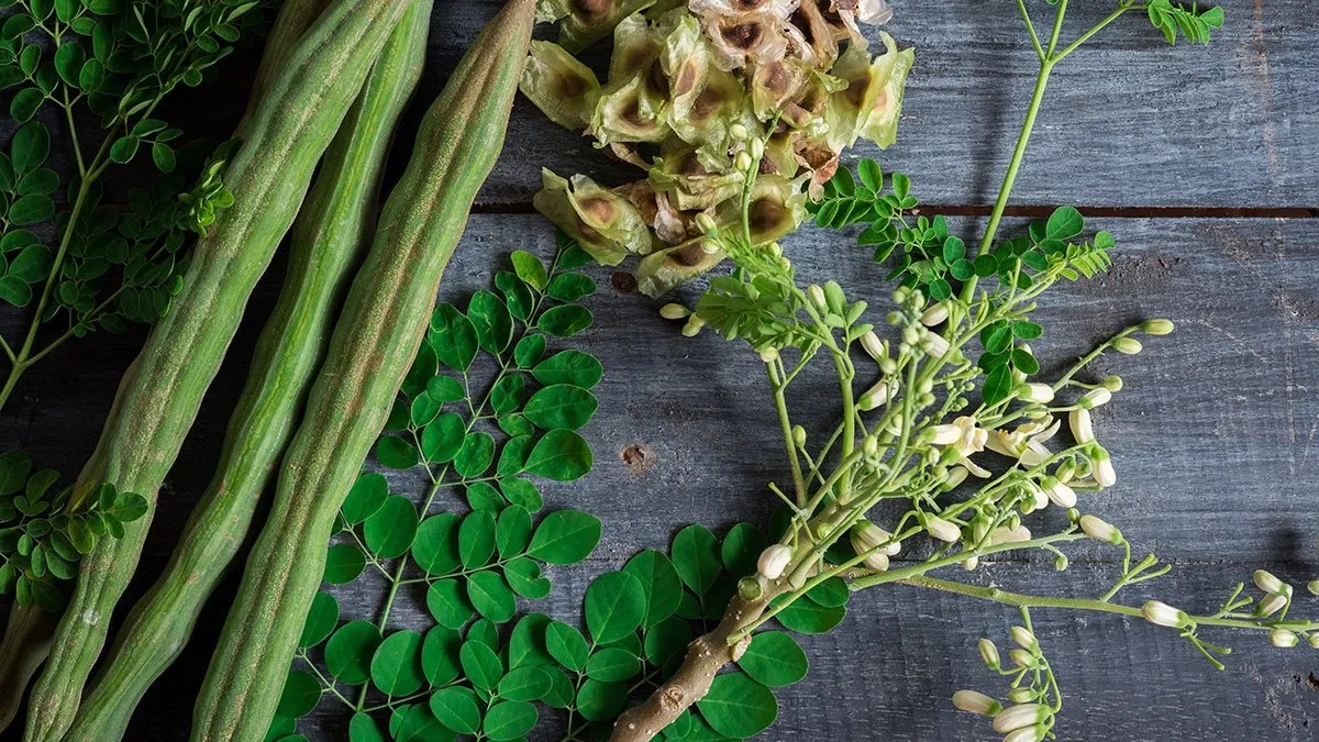 Why drumsticks are everyday superfood you may have overlooked